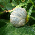 hermit snail 3