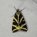 jersey tiger