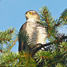 sparrowhawk