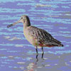 godwit