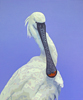 spoonbill