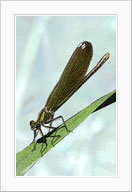 beautiful demoiselle