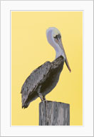 brown pelican