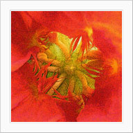 nasturtium