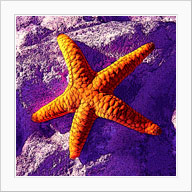starfish