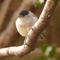 blackcap