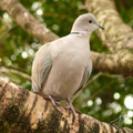 collared dove