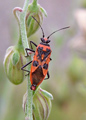 Corizus hyoscyami