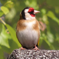 goldfinch