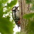 great spotted woodpecker