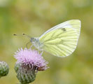 green veined white