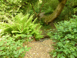 greenway stream