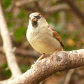 house sparrow