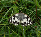 marbled white