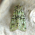 merveille du jour