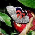 red underwing