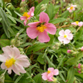 rock rose