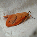 rosy footman