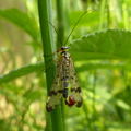 scorpion fly