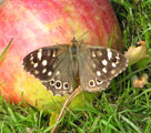 speckled wood