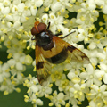 Volucella pellucens